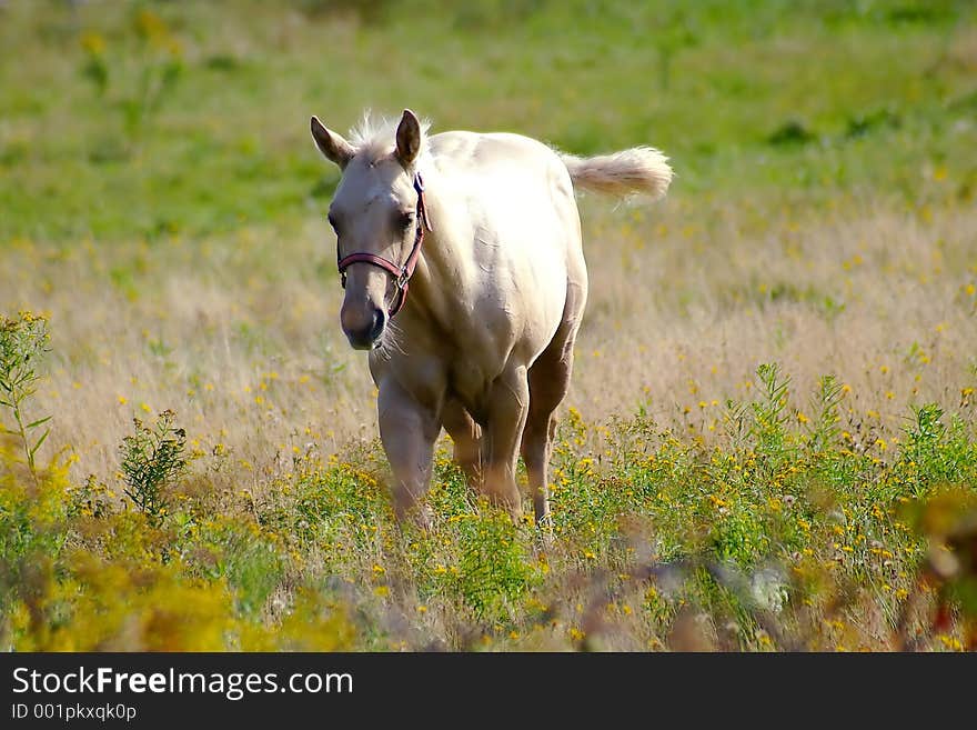 White horse