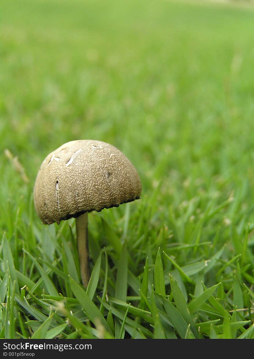 Mushroom