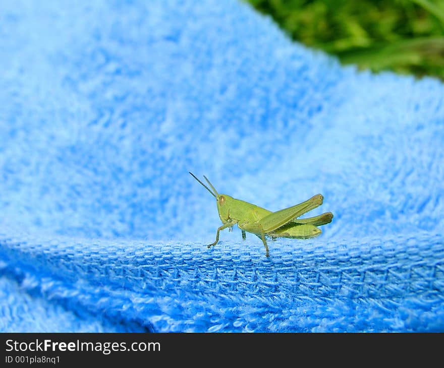 On the blue towel. On the blue towel