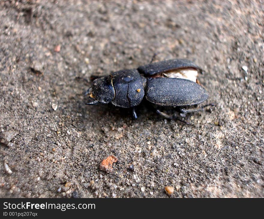 This is a beetle. This is a beetle.