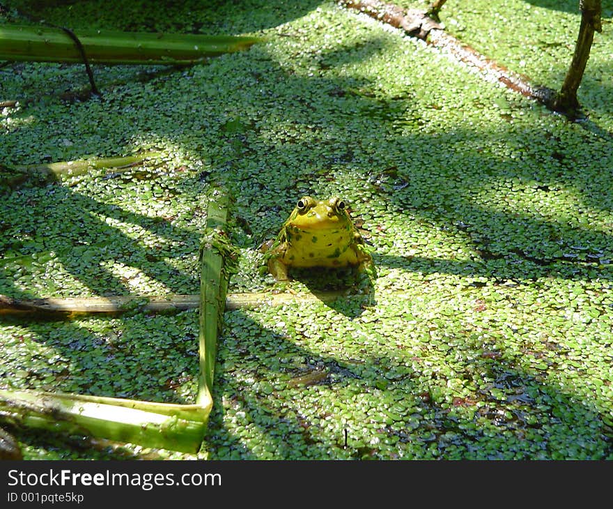 This frog is actually smiling straight into the lens! it was a sunny happy day in his pond. This frog is actually smiling straight into the lens! it was a sunny happy day in his pond.