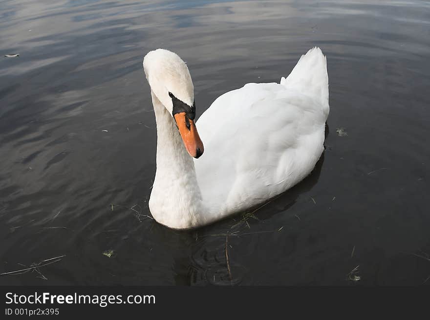 Swan on a pond