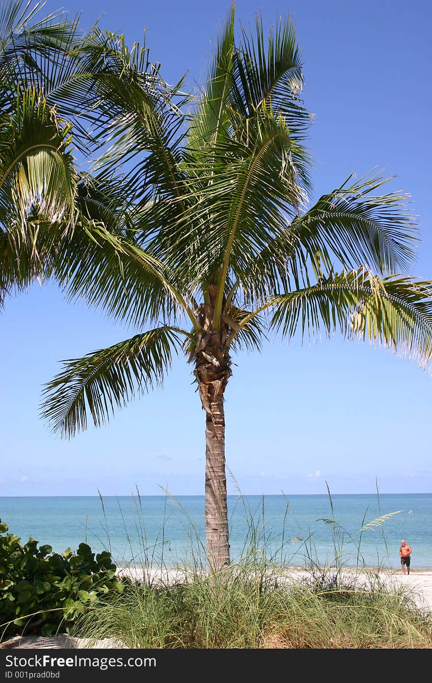 Palm Tree