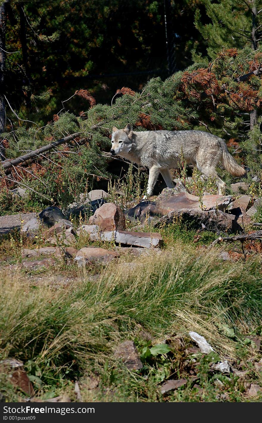 Wolf with Foreground Space