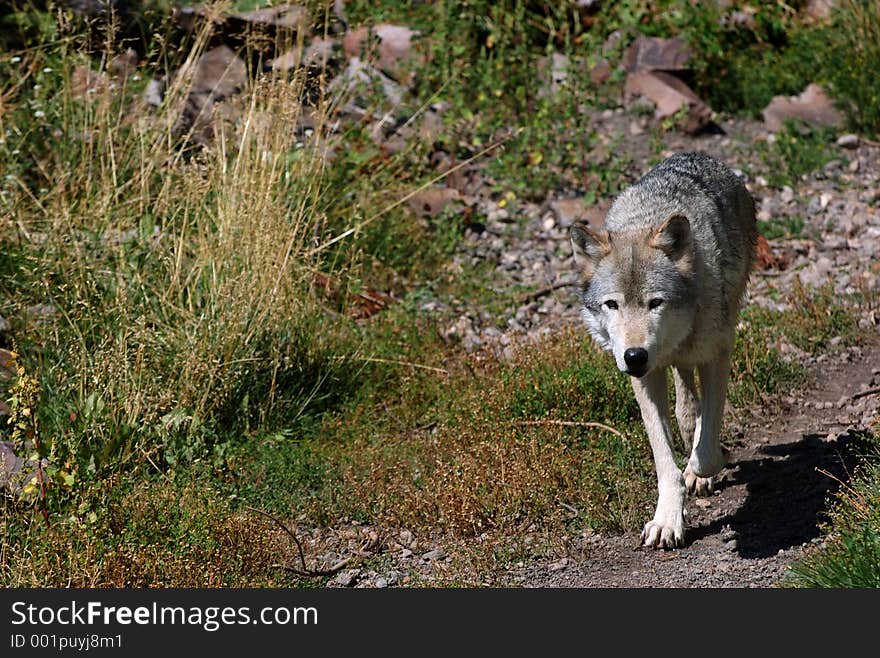 Wolf on Trail - Right Side