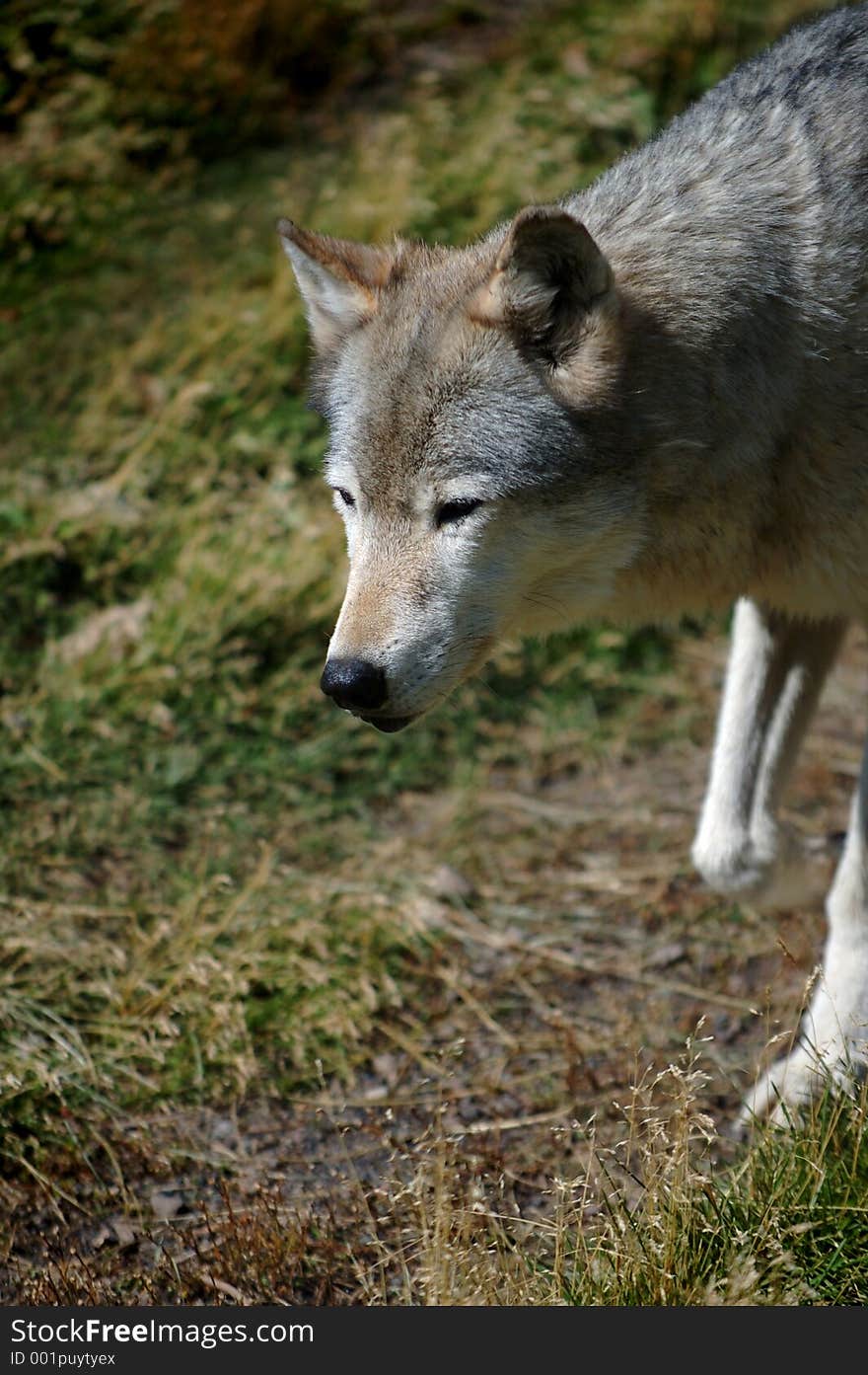 Wolf Entering from Right