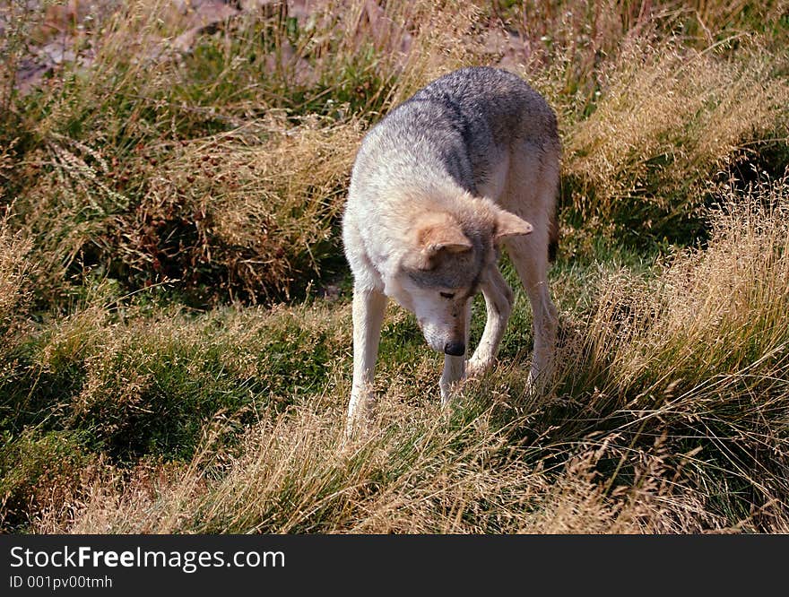 Wolf Looking into Grass