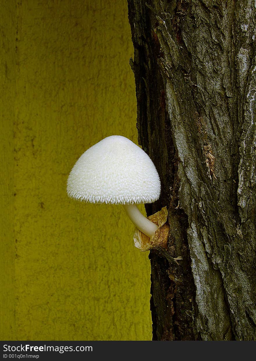 Mushroom, Belgrade fair