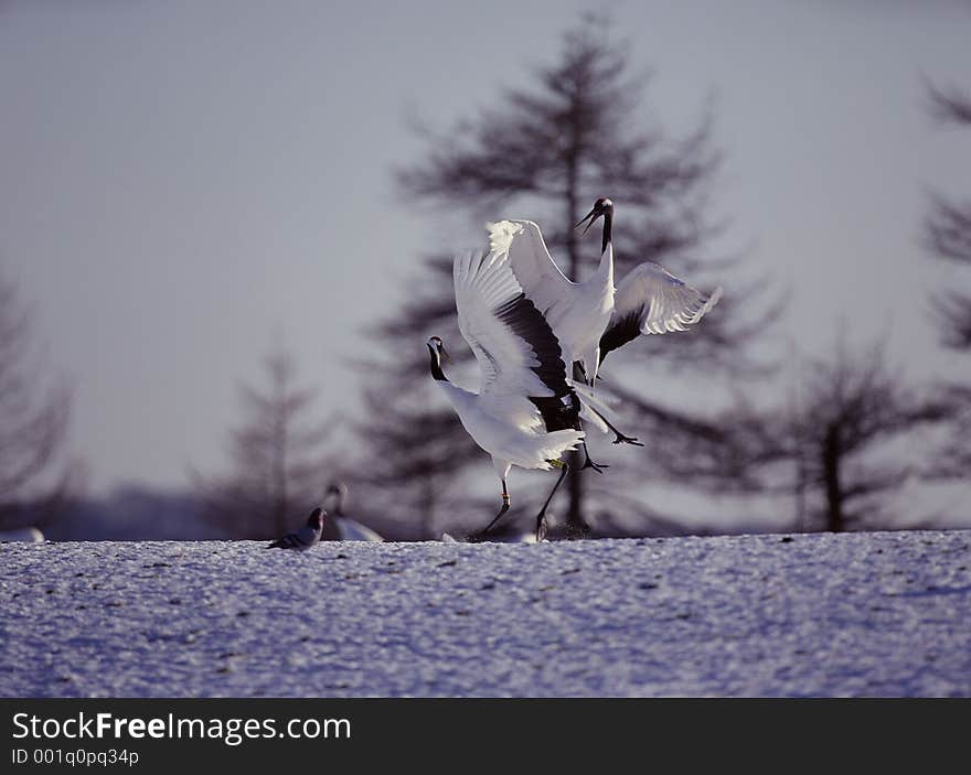 Birds Image