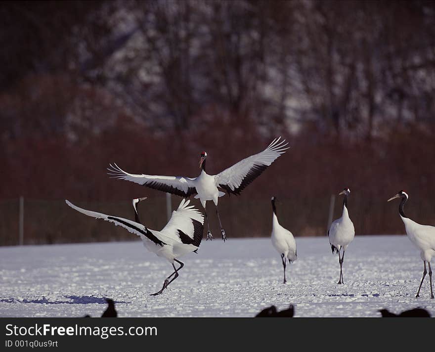 Birds Image