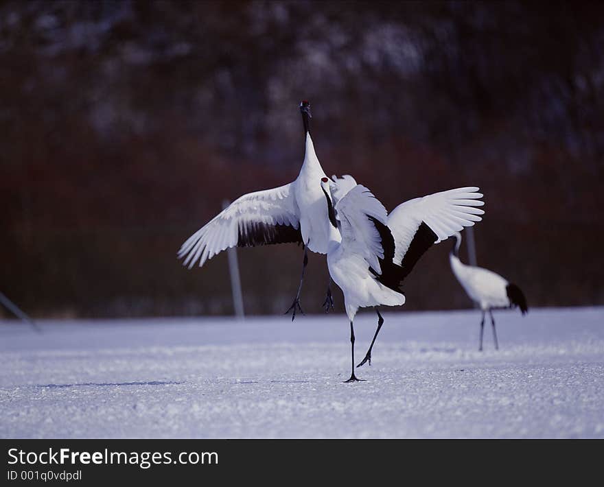 Birds Image