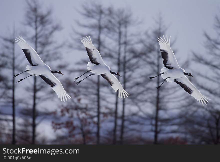 Birds Image