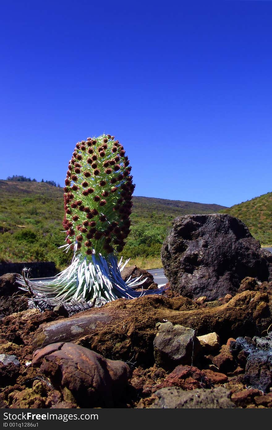 A Hawaiin plant at daylight