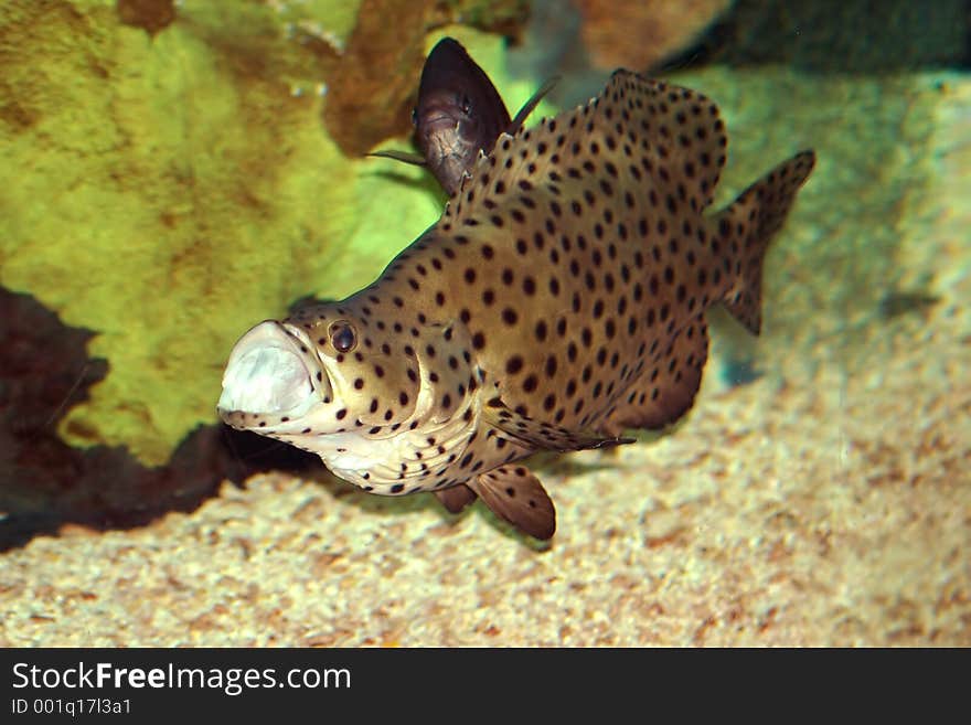 Brown with black spots fish