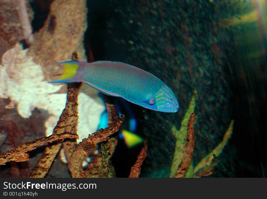 girelle-peacock fish