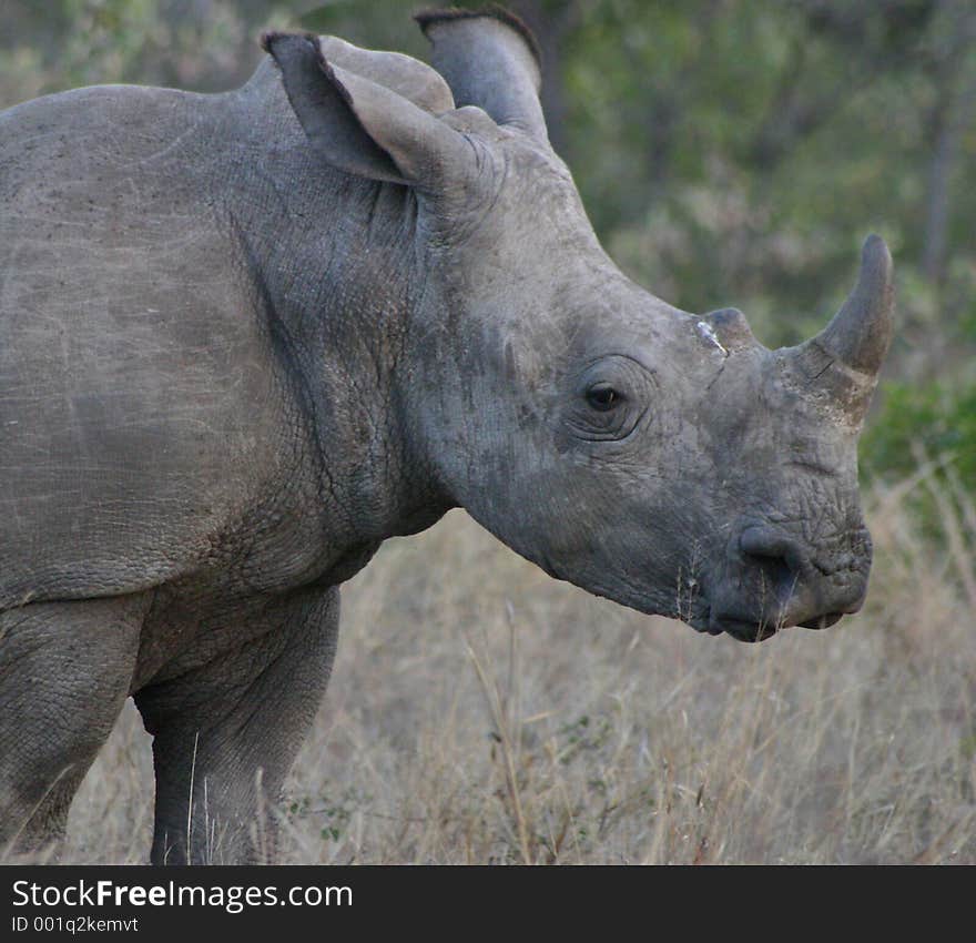 Rhino lazing about in the afternoon