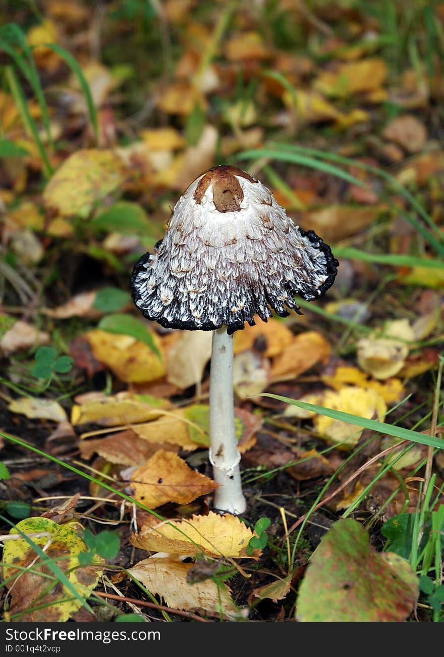 Shaggy Mane wild mushroom in forest. Shaggy Mane wild mushroom in forest