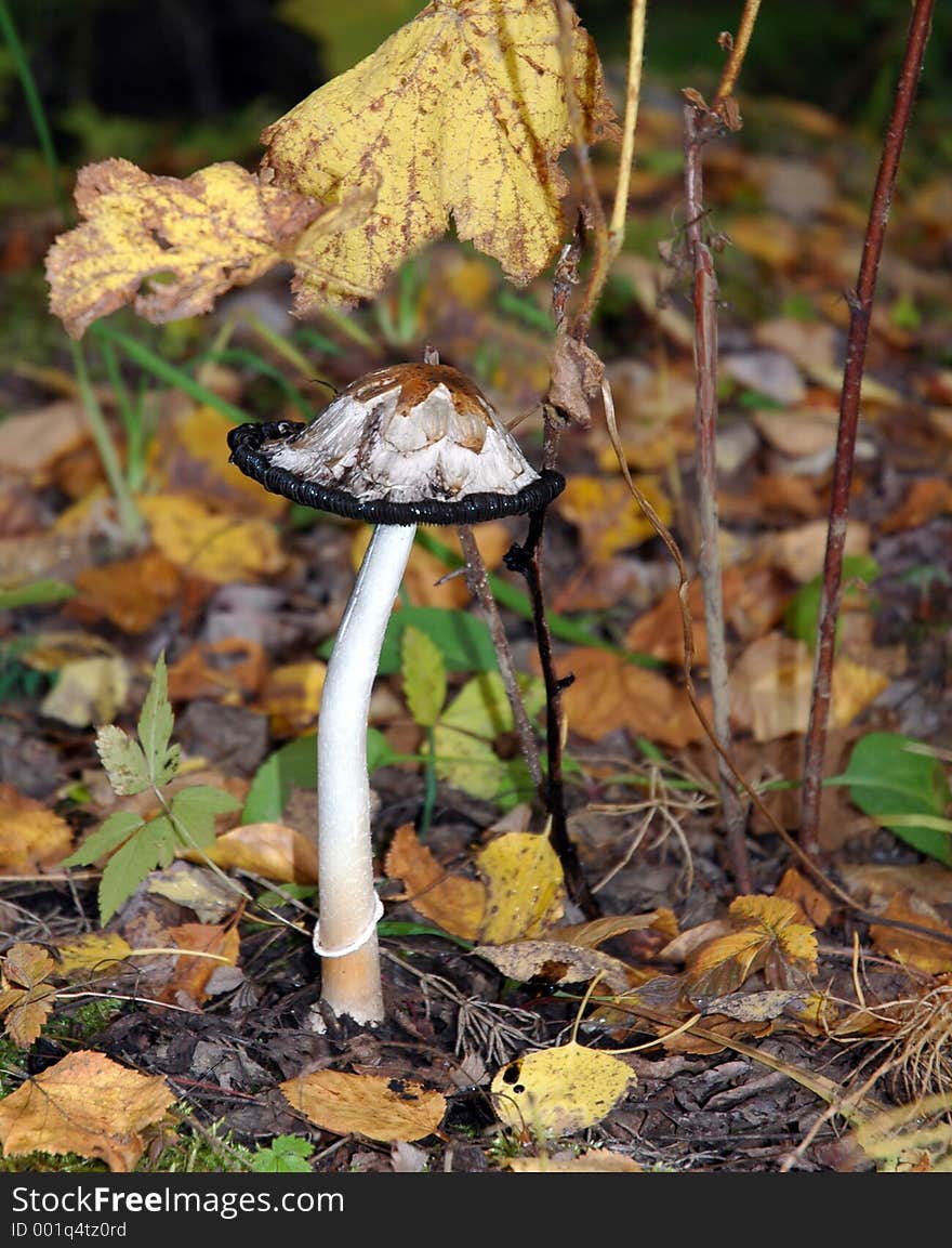 Shaggy Mane wild mushroom - dying off
