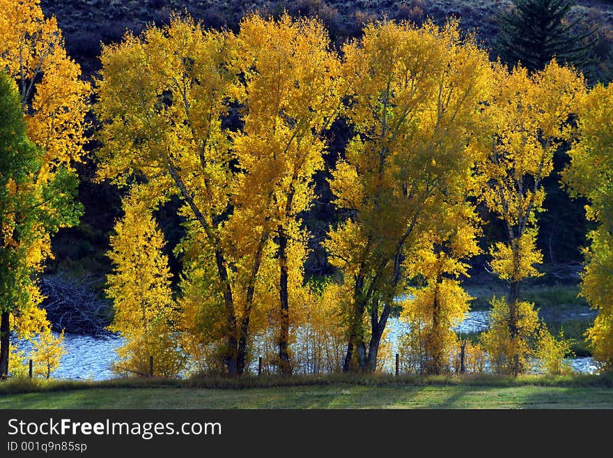 Autumn Trees In Front Of Blue River