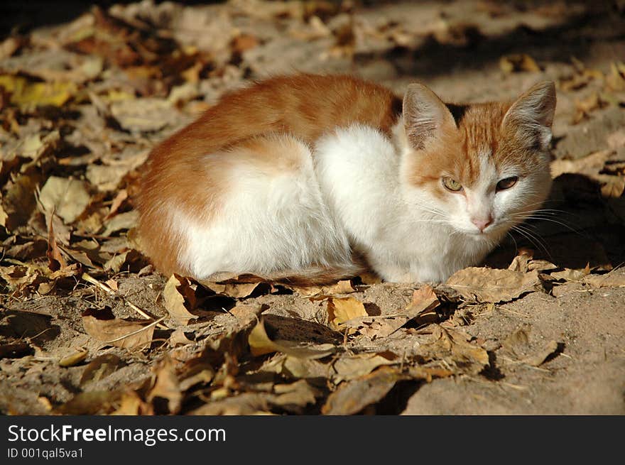 Red-white kitten