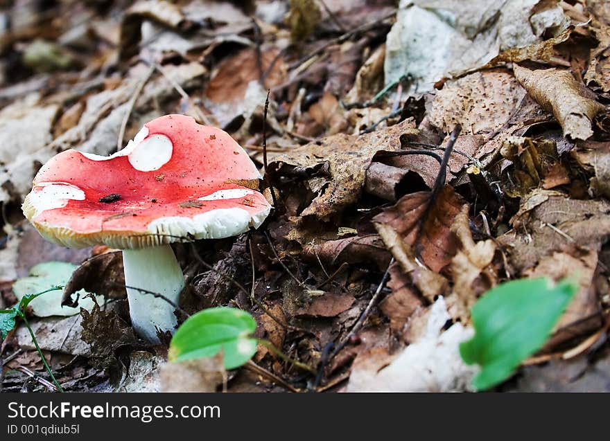 Red cap mushroom