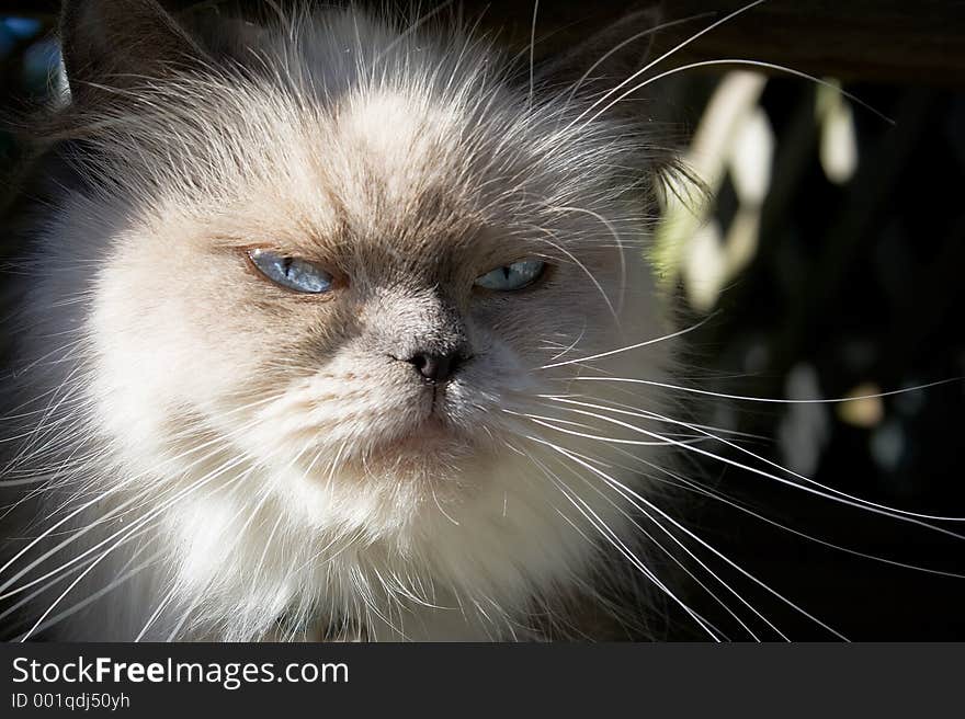 A blue point himalayan cat relaxing on the floor