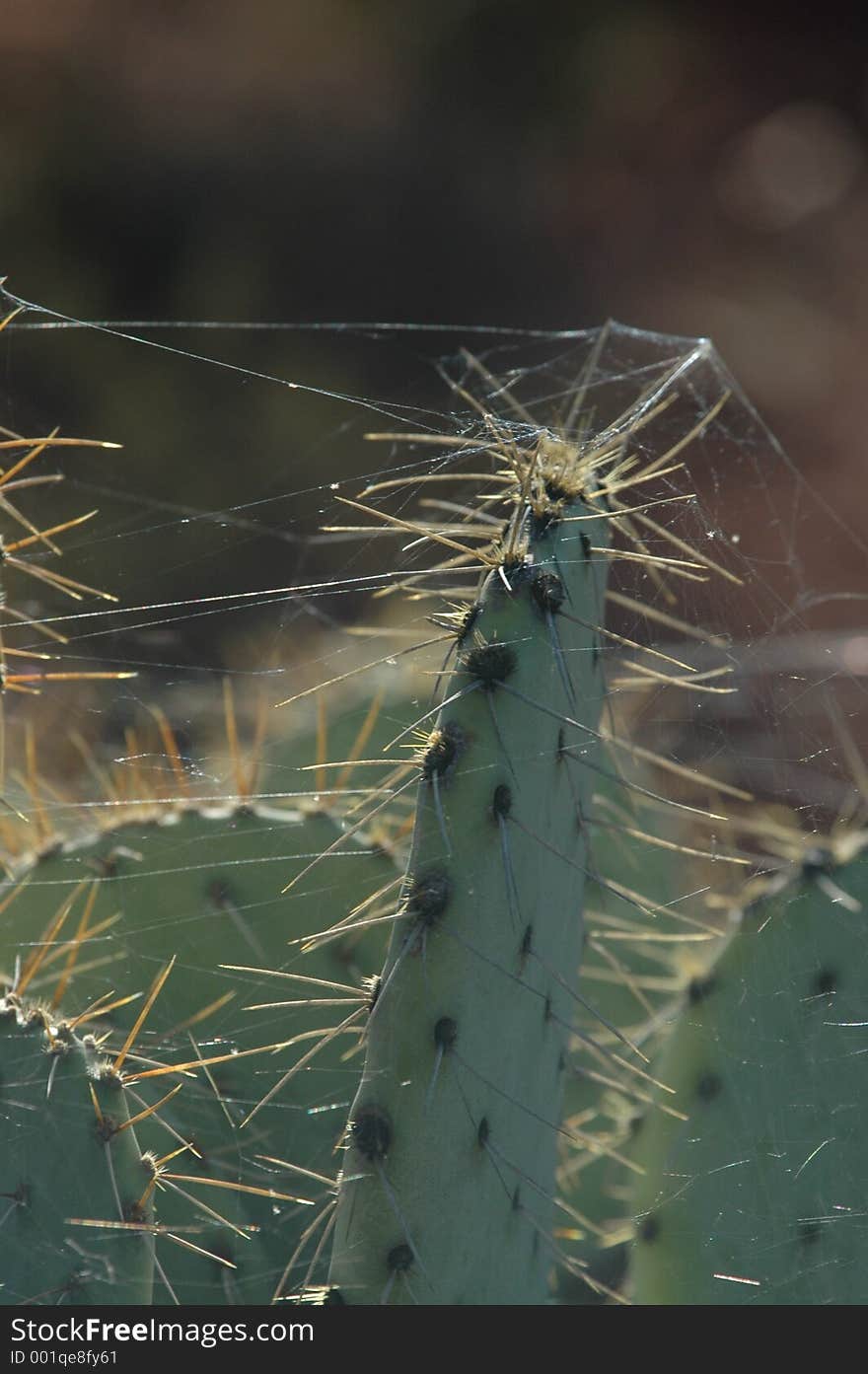 Web covered catus spines possible metaphor use