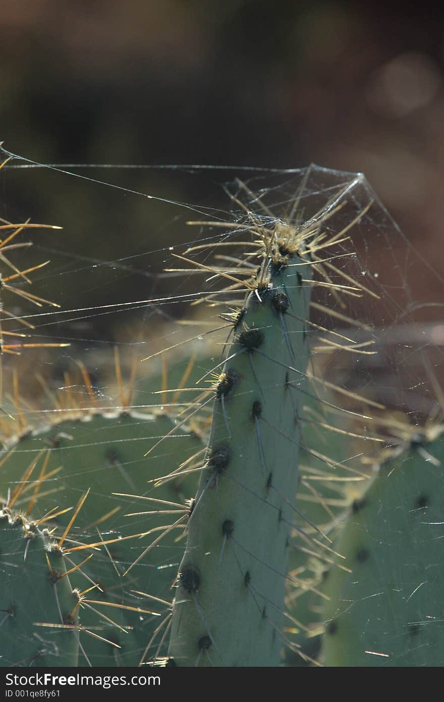 Web covered catus spines