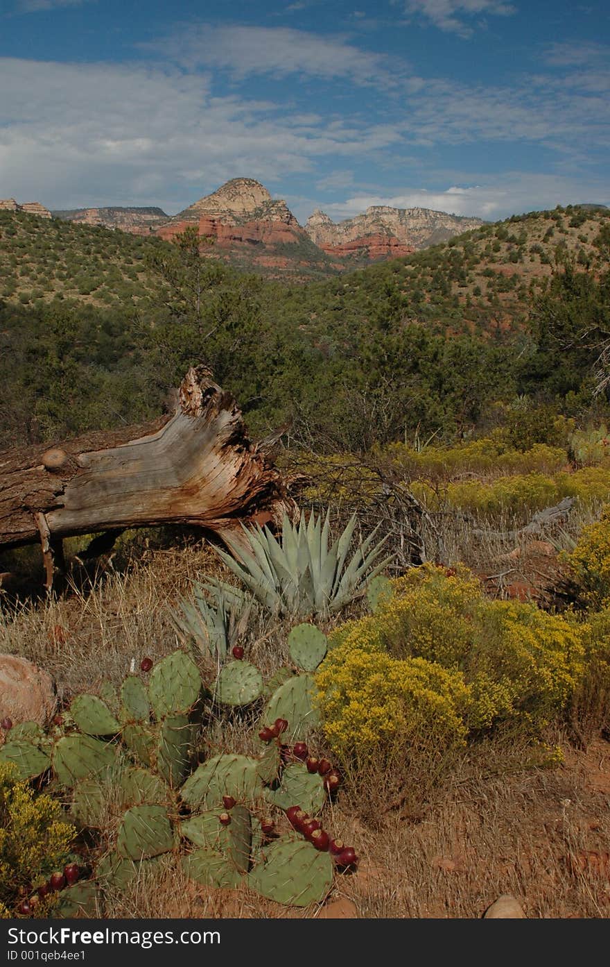 Arizona desert landscape with mountain background. Arizona desert landscape with mountain background