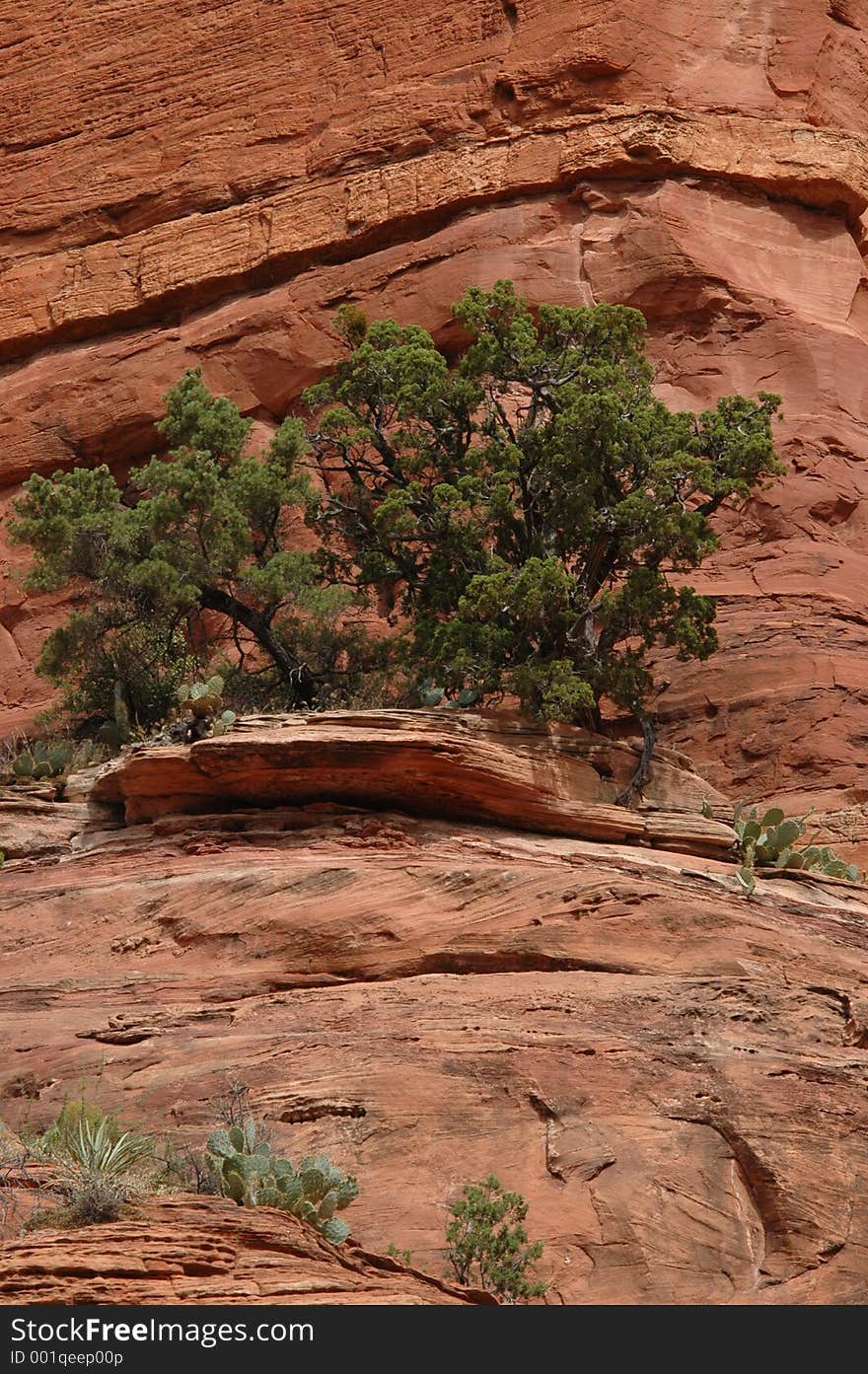 Trees Growing On Cliff