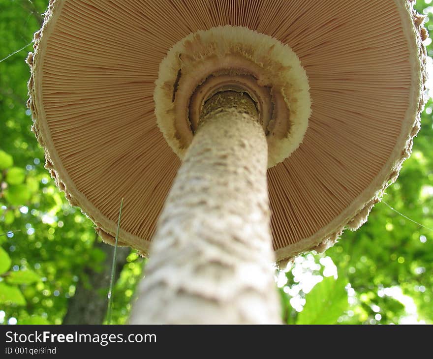 Dwarfs view of the mushroom. Dwarfs view of the mushroom