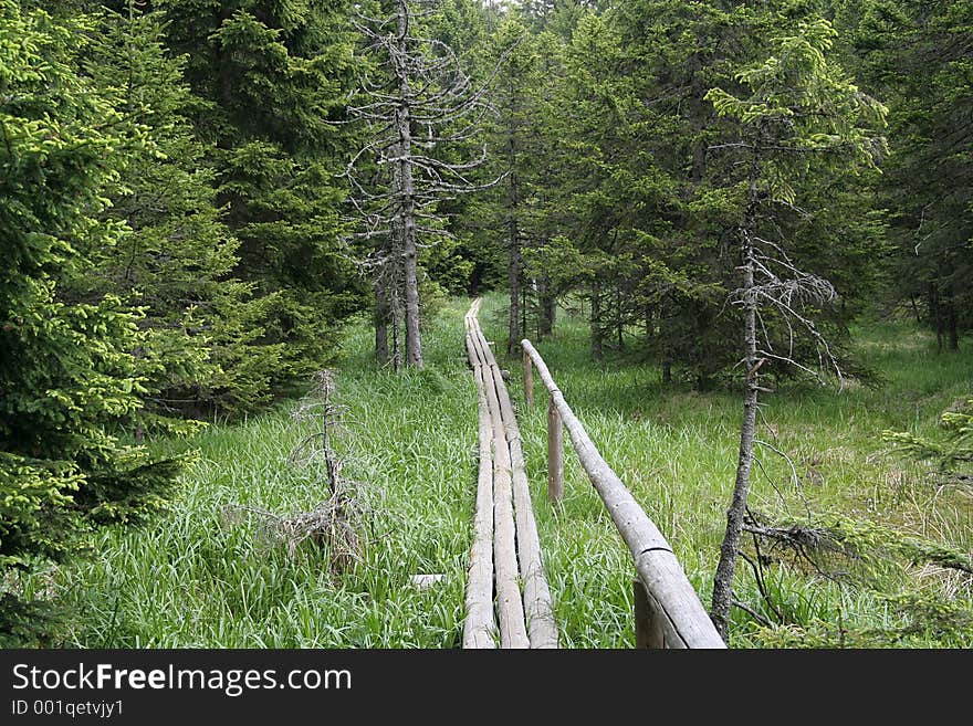 Wooden path