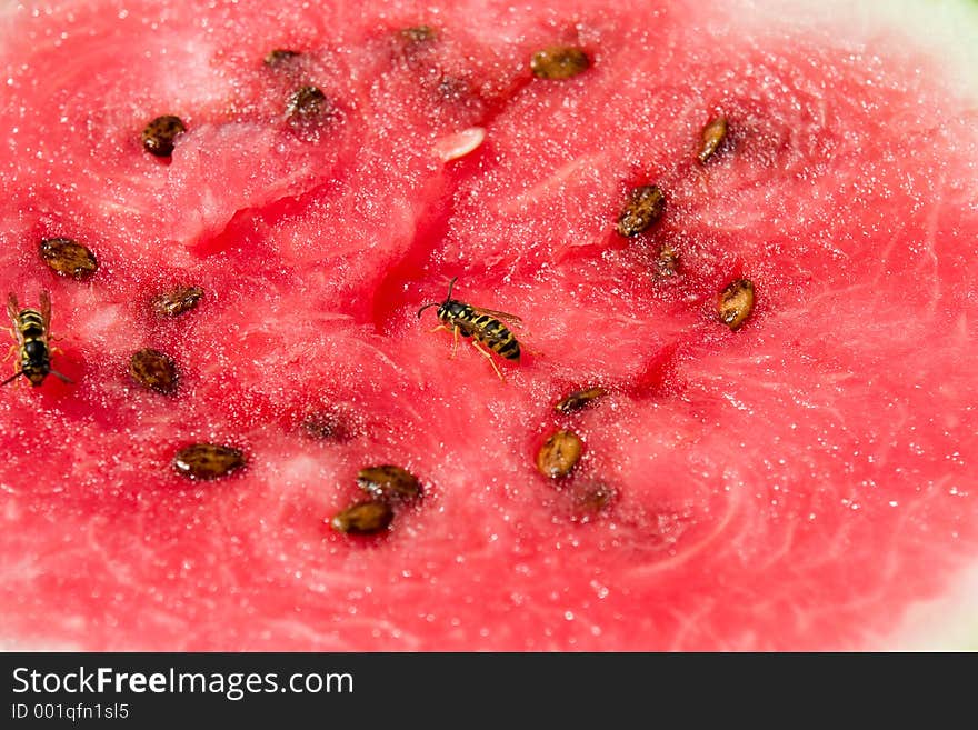 Wasp on the melon. Wasp on the melon