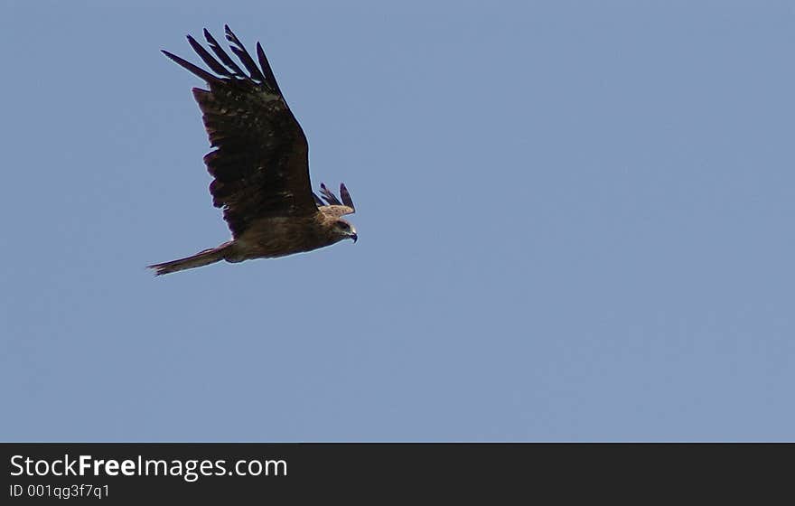 A kite searching for prey. A kite searching for prey.