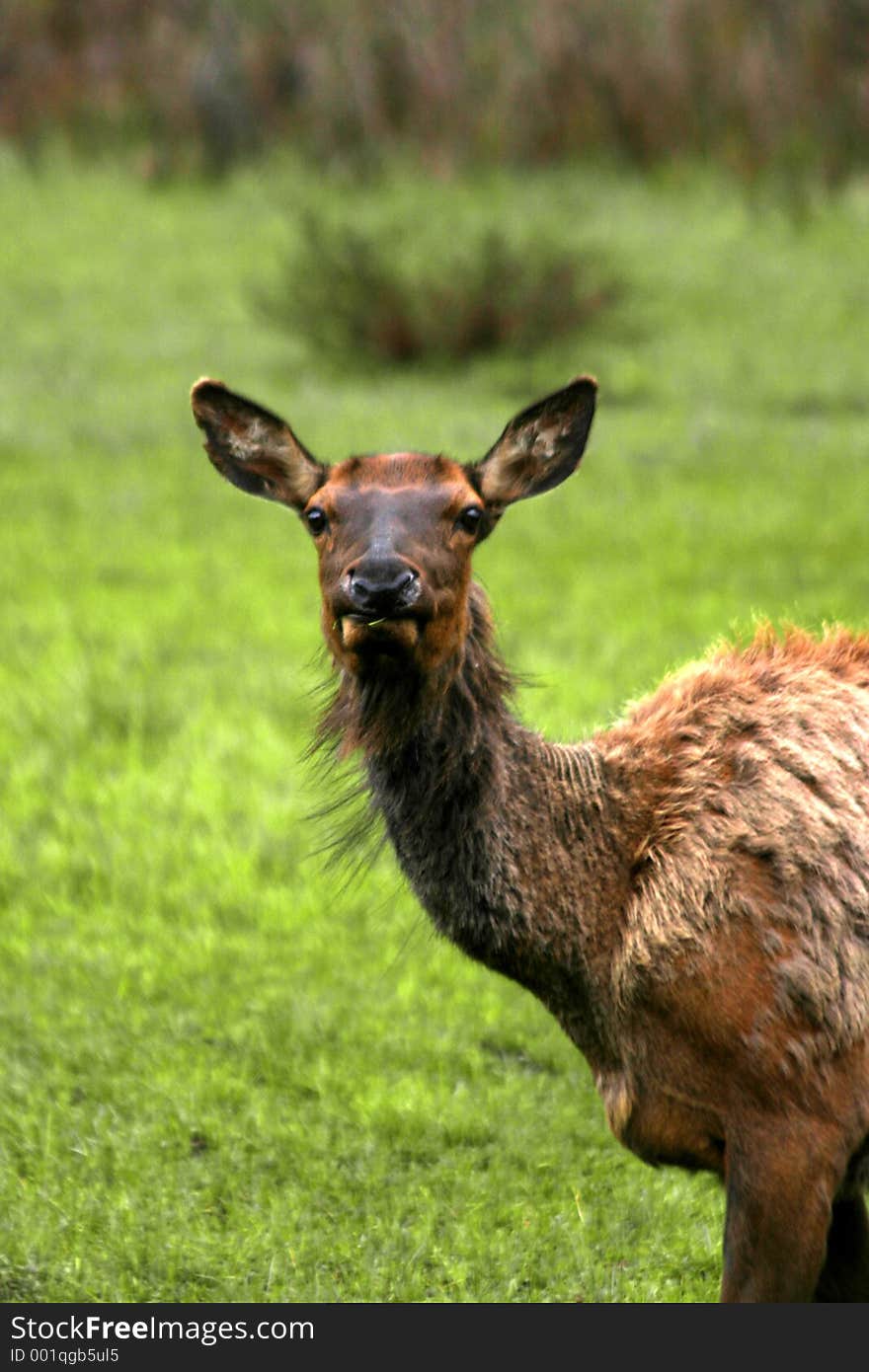 Cow elk loking at me