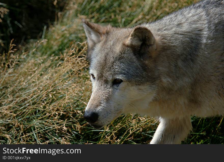 Close Up of Timber Wolf