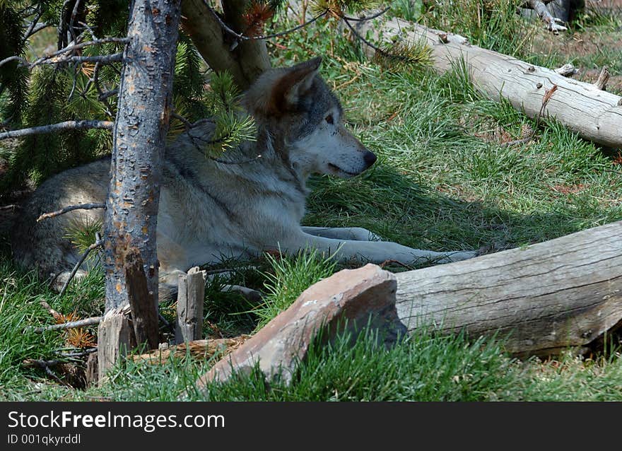 Timber Wolf Relaxing in Shade