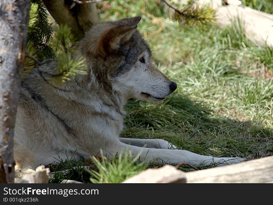 Wolf Resting Under Tree