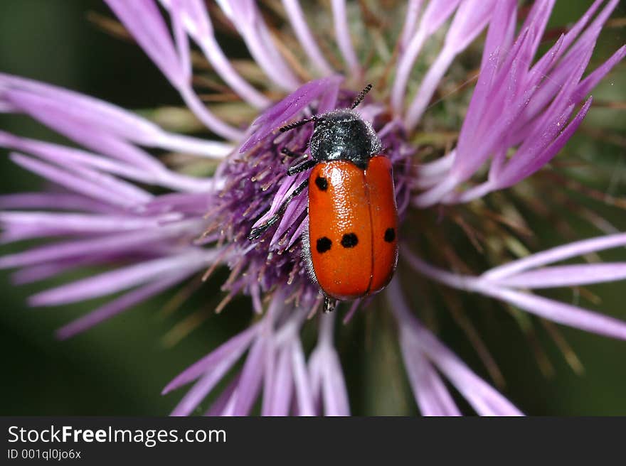 Bug On Flower