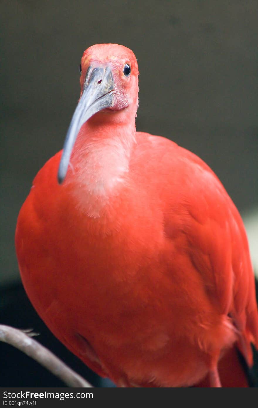 Red tropical bird