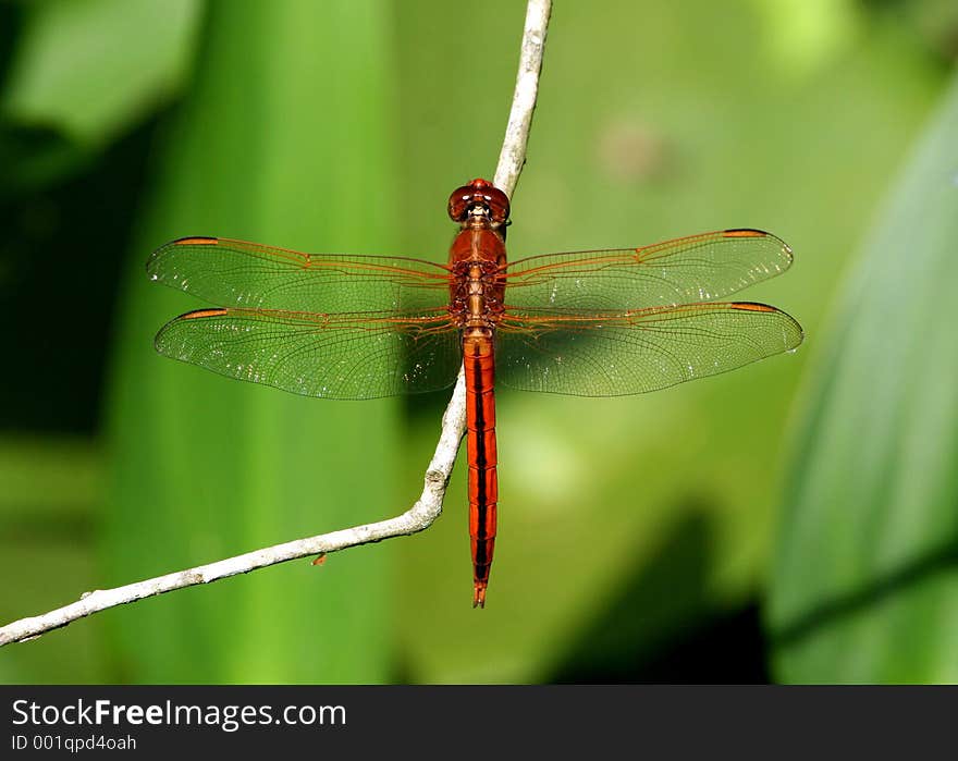 Brown Dragonfly Closeup