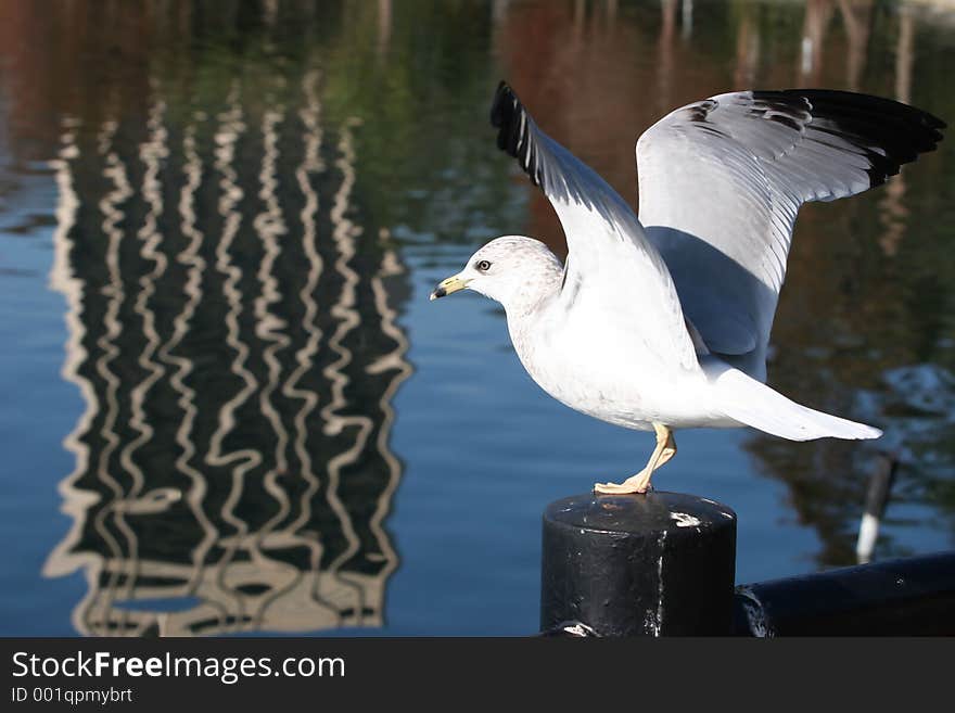 Seagull Ready for Flight