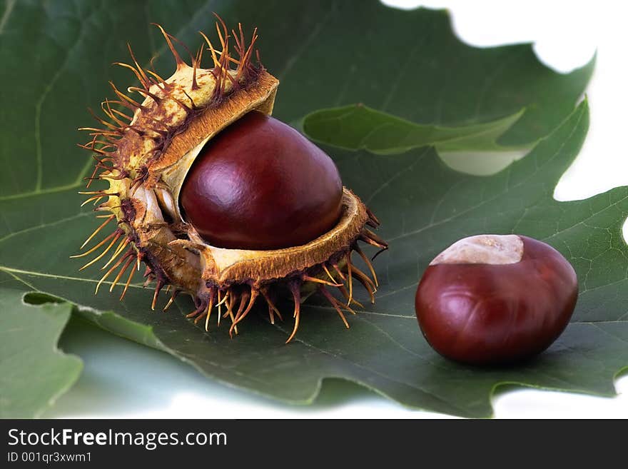 Two brown chestnuts over green leaf. Two brown chestnuts over green leaf