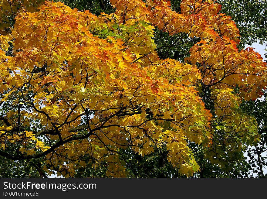 Leaves In Fall