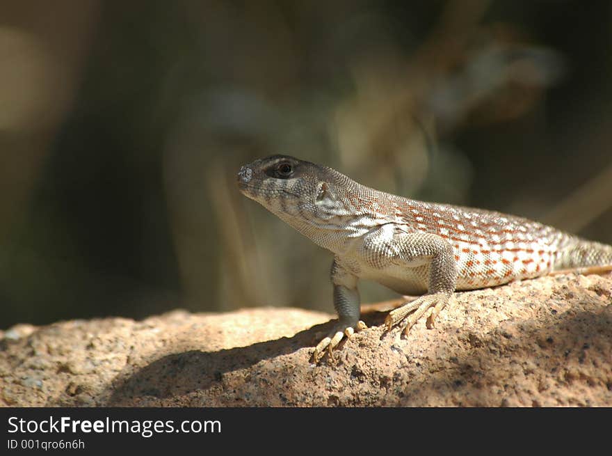 Desert Dweller, an arizona lizard in sun and shade