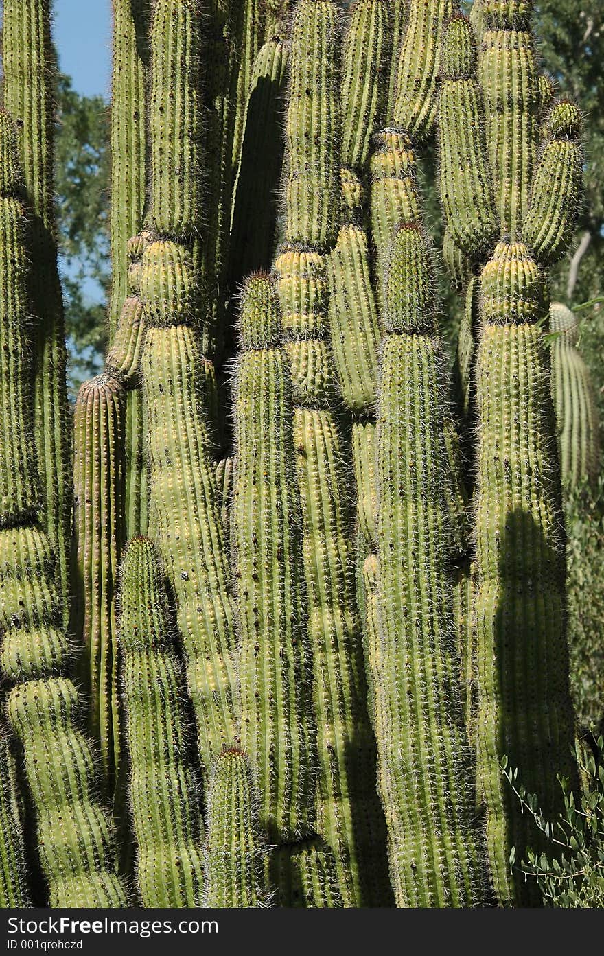 Organ pipe cactus as background