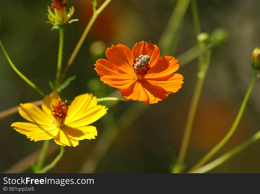 Bee On Poppies