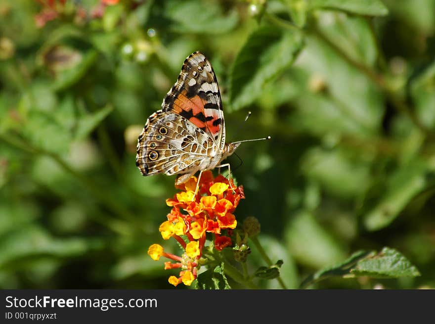 Butterfly perched on flower