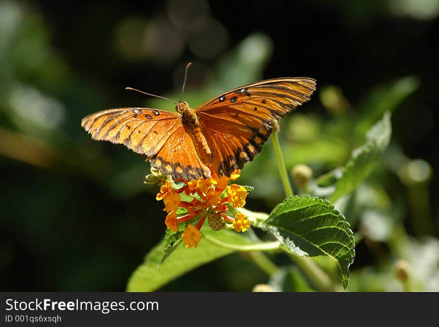 Butterfly perched on flower