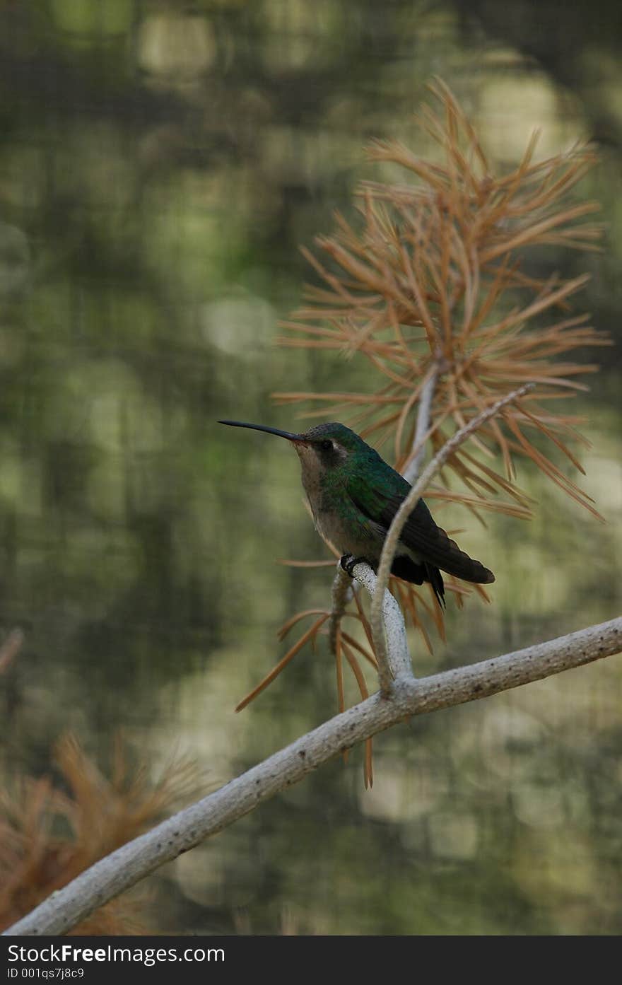 Perched hummingbird